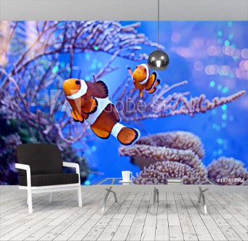 Bild på Clownfish Amphiprioninae in aquarium tank with reef as background